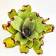 Neoregelia Ninja Pink