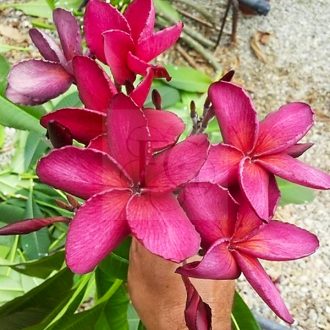Plumeria rubra "Irma Briant" 