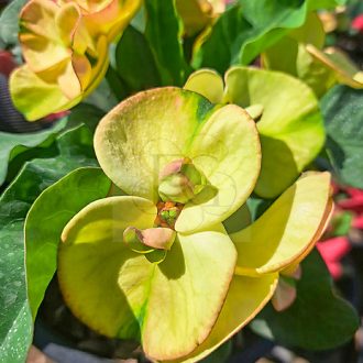 Euphorbia milii "Ar Run Roj" (A36)