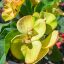 Euphorbia milii "Ar Run Roj" (A36)