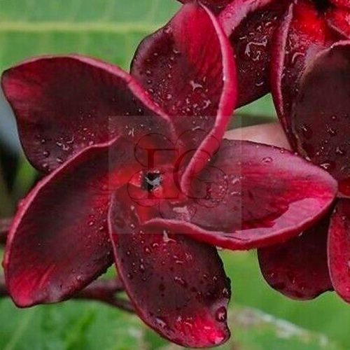 Plumeria Rubra "Black Fire" - Egzoticplant Webshop