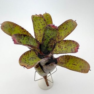 Neoregelia Agnes 
