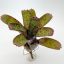 Neoregelia Agnes 