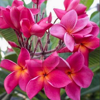 Plumeria rubra "Red Cherry" dugvány  Plumeria rubra "Red Cherry" dugvány