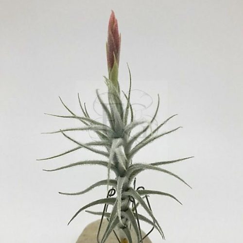 Tillandsia Stellifera