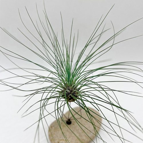 Tillandsia Filifolia XL