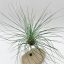 Tillandsia Filifolia XL