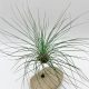 Tillandsia Filifolia XL