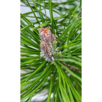 Pinus mugo var. 'Pumilio' – Havasi törpefenyő Pinus mugo var. 'Pumilio' – Havasi törpefenyő