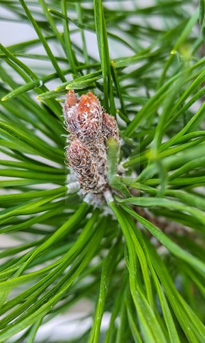 Pinus mugo var. 'Pumilio' – Havasi törpefenyő