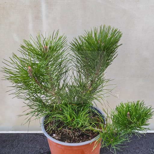 Pinus mugo var. 'Pumilio' – Havasi törpefenyő