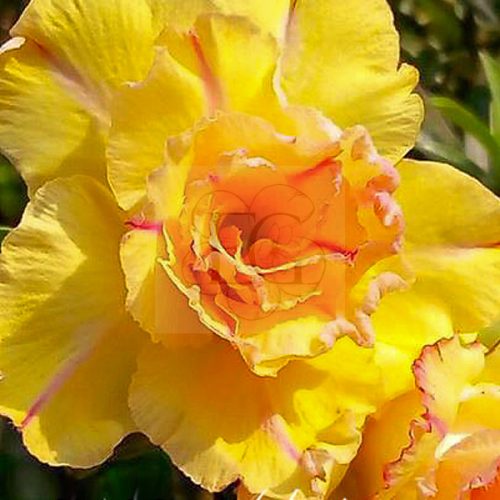 Adenium obesum "SG Yellow" (246)