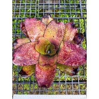 Neoregelia Tiger X Ninja 