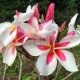 Plumeria rubra "Bon Nui" (NUI)