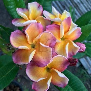 Plumeria rubra "Orange Brown" SK Plumeria rubra "Orange Brown" SK