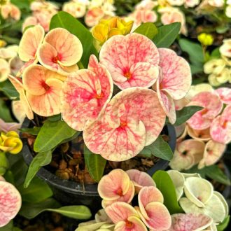 Euphorbia milii "Rai Thai" (A96)