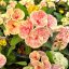 Euphorbia milii "Rai Thai" (A96)
