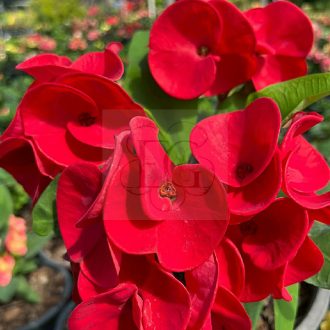 Euphorbia milii "Chu Sap" (A54)