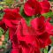 Euphorbia milii "Chu Sap" (A54)