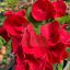 Euphorbia milii "Chu Sap" (A54)