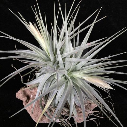 Tillandsia Gardneri Twin 