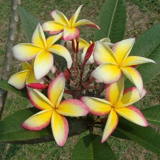 Plumeria rubra "Fool's Gold" JJ