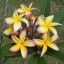 Plumeria rubra "Fool's Gold" JJ