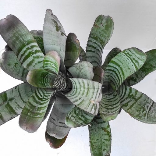 Aechmea Chantinii Hybrid Pulk 