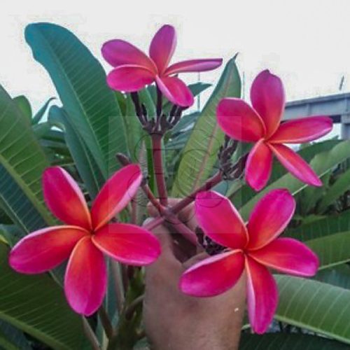 Plumeria rubra "Donald Angus" 