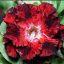 Adenium obesum "Blue HK" (S)