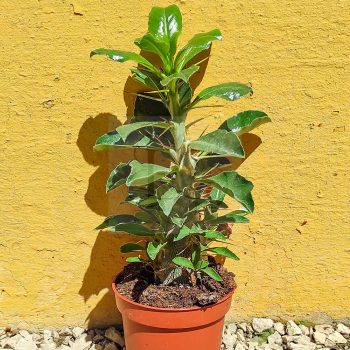 Pachypodium Saundersii Pachypodium Saundersii