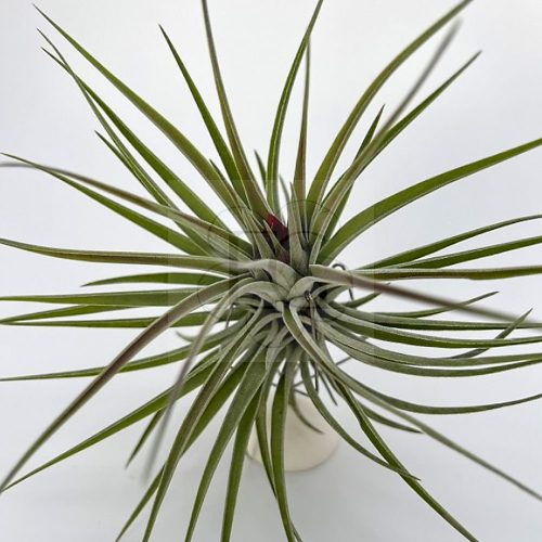 Tillandsia Kammii Pulk/Parafán