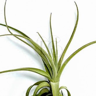 Tillandsia Lorentziana