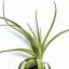 Tillandsia Lorentziana