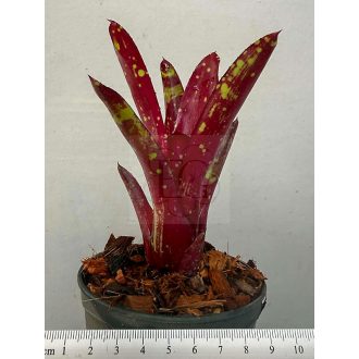 Neoregelia Red Dragon