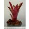 Neoregelia Red Dragon