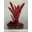 Neoregelia Red Dragon