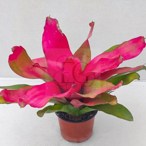Neoregelia Magali 