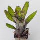 Neoregelia Carvier/M