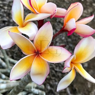 Plumeria rubra "Mojave" JJ