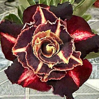 Adenium obesum "Moon Black"