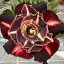 Adenium obesum "Moon Black"