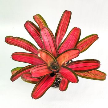 Neoregelia Khun Peang 