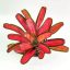 Neoregelia Khun Peang 
