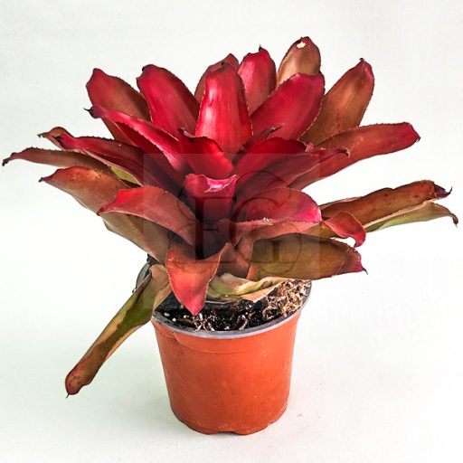 Neoregelia Khun Peang 