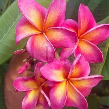 Plumeria rubra "Milazzo Fire"  Plumeria rubra "Milazzo Fire"