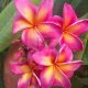 Plumeria rubra "Milazzo Fire" 