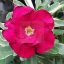 Adenium obesum "Variegated" (1010)