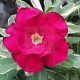 Adenium obesum "Variegated" (1010)