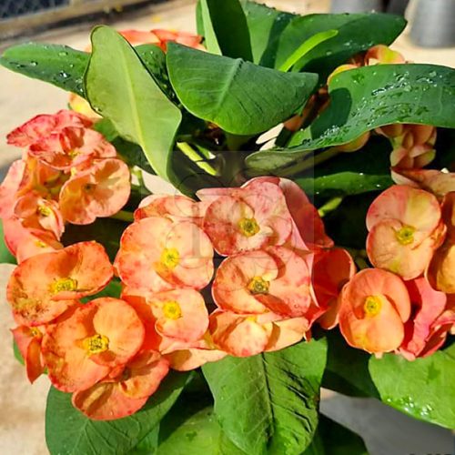 Euphorbia milii "Orange Star" (OR-14)